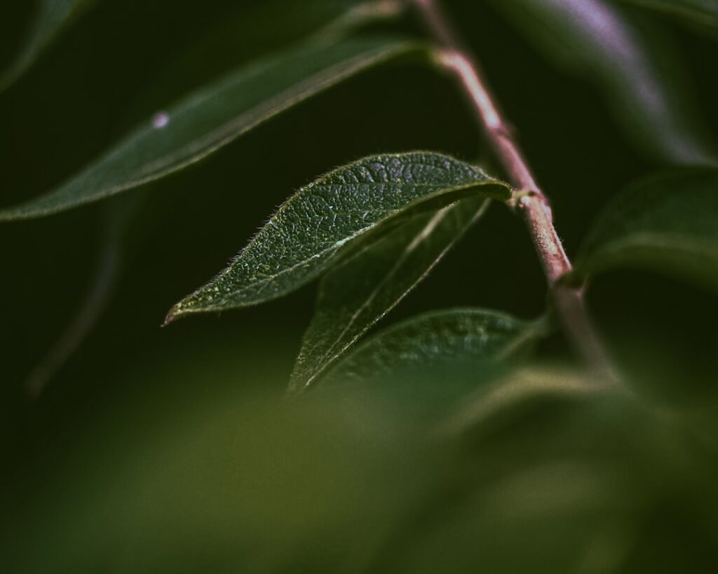 Jade Anna: Jong en succesvol in de spotlights