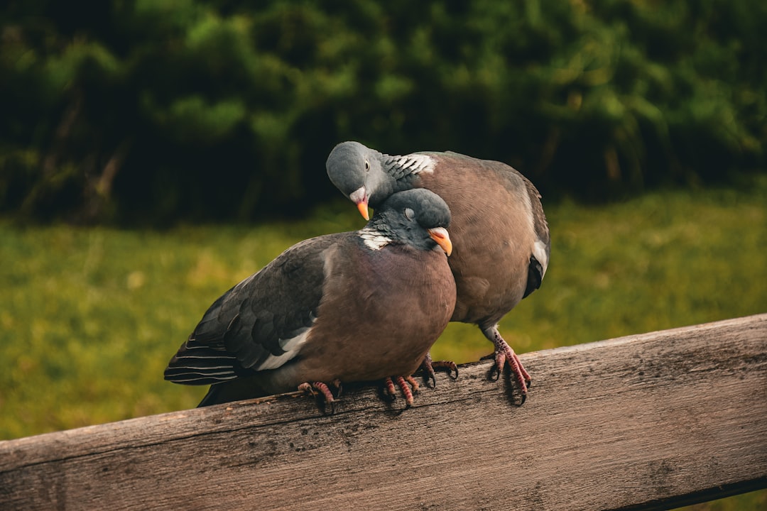 Het liefdesverhaal en de breuk: de relatie van Buddy Vedder en Ginny Pauw